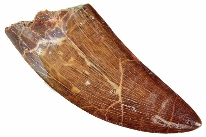 Serrated, Carcharodontosaurus Tooth - Beautiful Enamel #241356